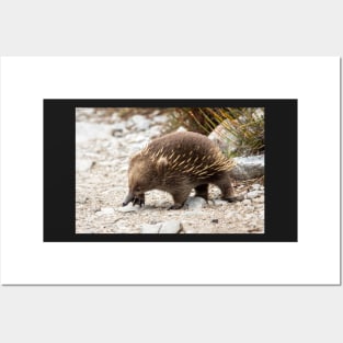 Echidna, Cradle Mountain, Tasmania Posters and Art